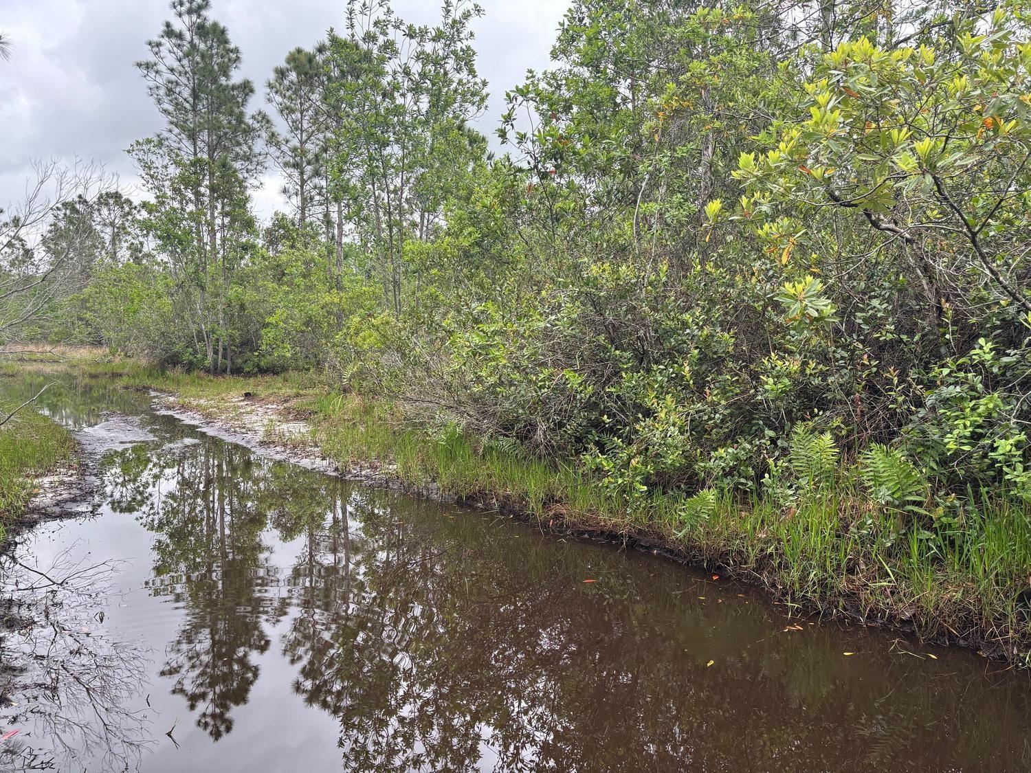 A narrow, dark stream flows through a wooded area with tall pine trees and shrubs — 0 Holopaw Groves Road, FL 34772, FL