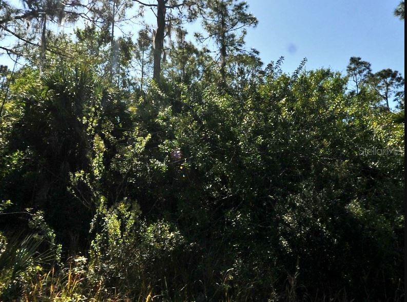 A dense, wooded area featuring tall pine trees and thick underbrush under a clear sky — PINKLADY LANE, NORTH PORT, FL