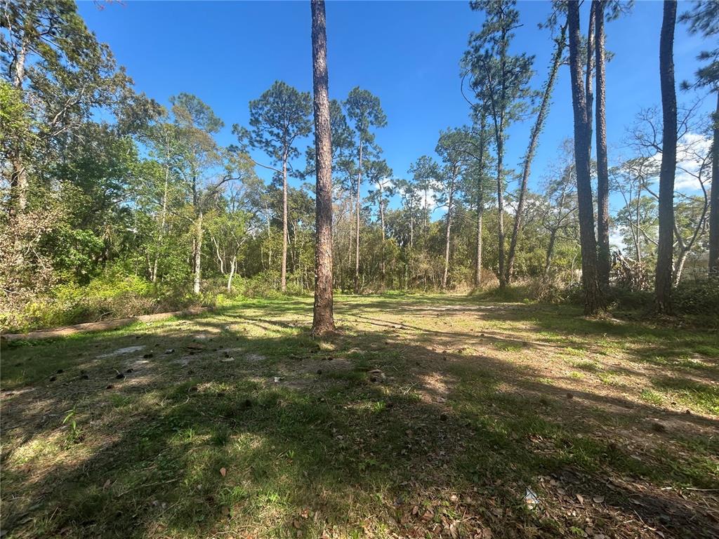 A grassy, partially shaded lot is surrounded by tall pine trees under a clear sky — 2648 S PARK AVENUE, SANFORD, FL