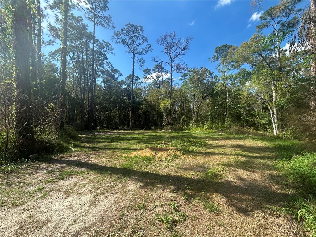 A grassy, partially cleared lot is surrounded by a dense forest of tall pine trees — 2648 S PARK AVENUE, SANFORD, FL