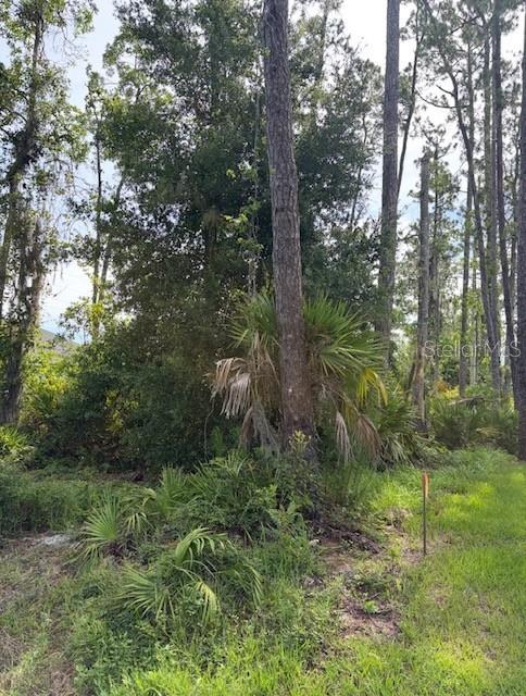 A tall pine tree stands in a wooded area with palmetto bushes and grassy ground — 5TH AVENUE, DELAND, FL