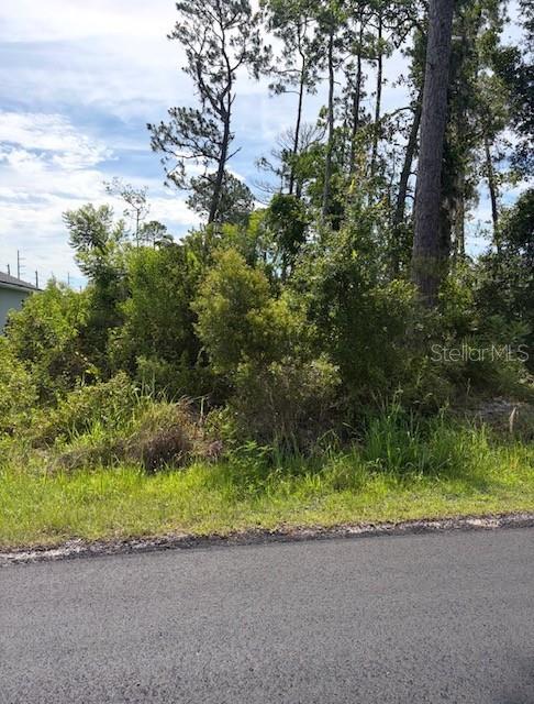 A view of a vacant, wooded lot covered in dense vegetation and tall trees — 5TH AVENUE, DELAND, FL