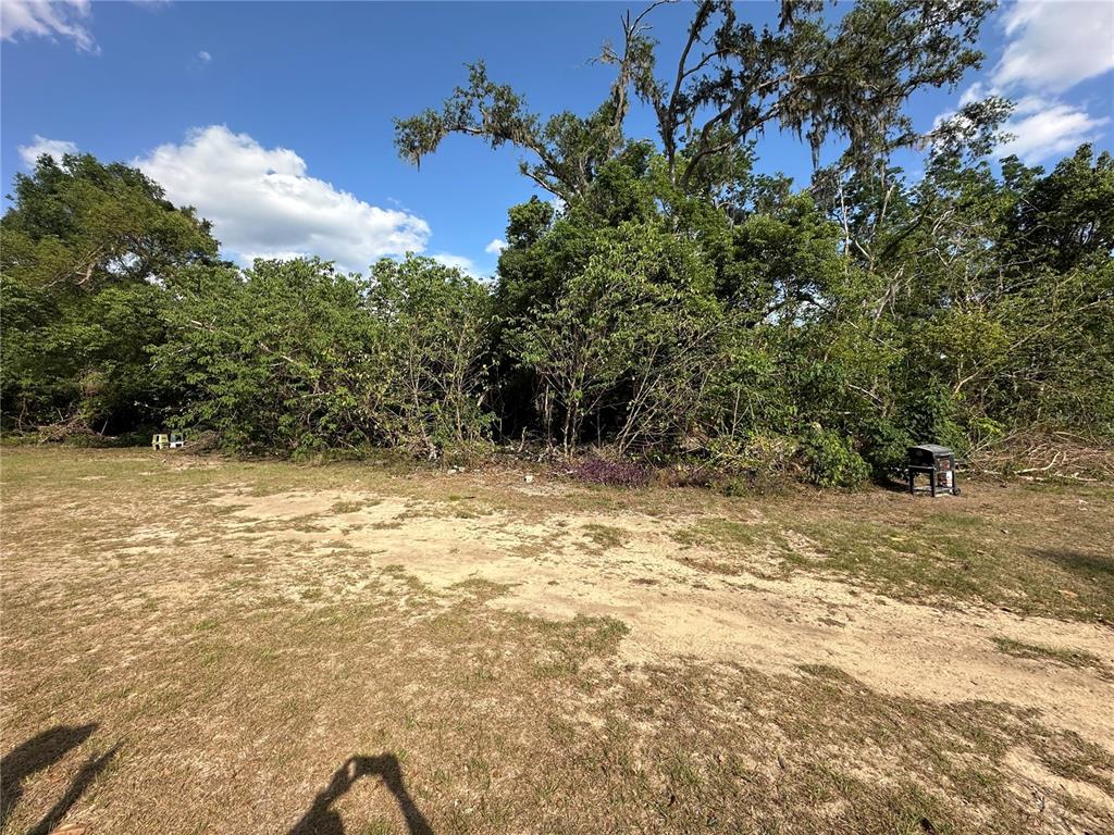 A grassy, sandy yard sits in front of a dense line of trees and foliage — 0 SHEILA LYNN COURT, DADE CITY, FL