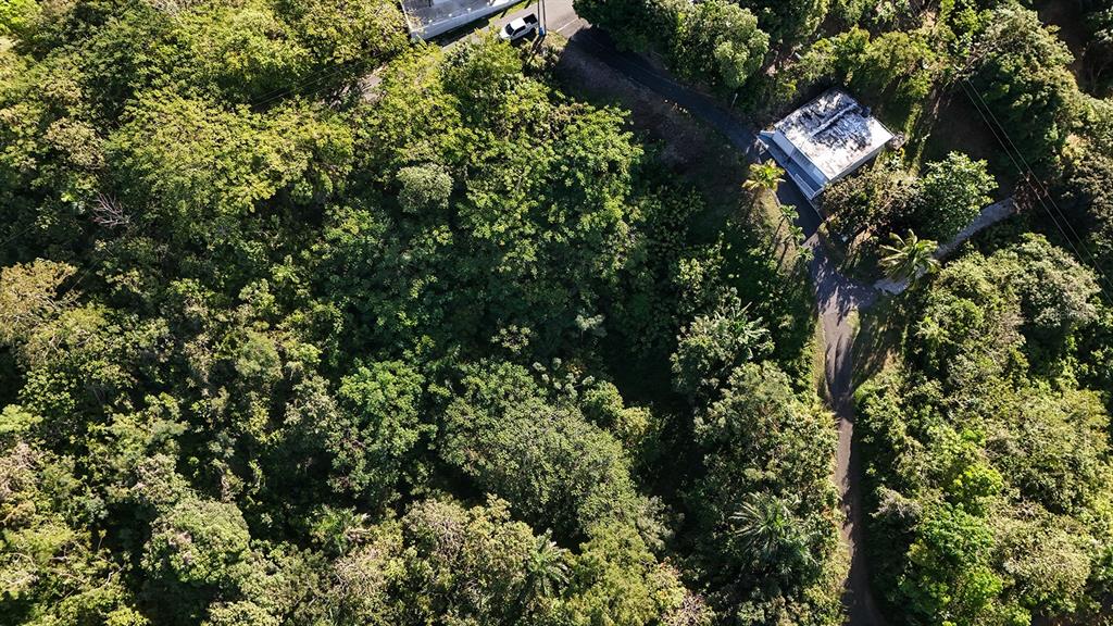 An aerial view shows a wooded lot with a small building and a paved driveway — BO. CRUCES CARR 414 KM. HM. 0.5, RINCON, PR