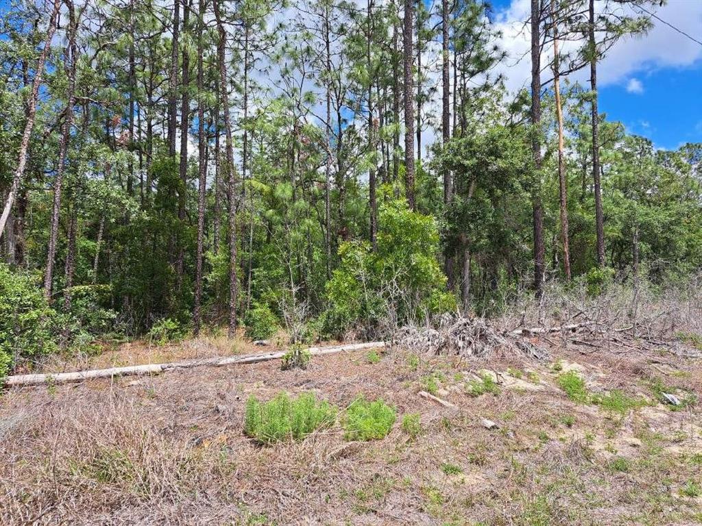 A wooded, undeveloped lot features pine trees, low-lying brush, and a fallen log — 0 SW 64 STREET ROAD, OCALA, FL