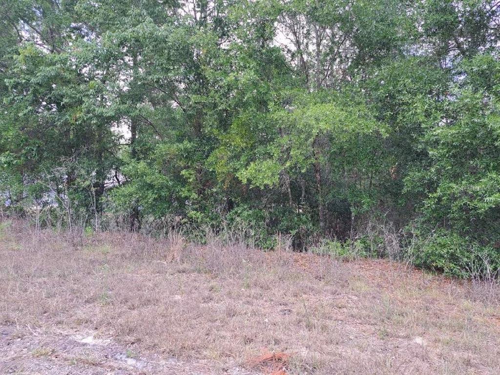 A view of a grassy, undeveloped lot bordered by a dense line of mature trees — 0 SW 64 STREET ROAD, OCALA, FL