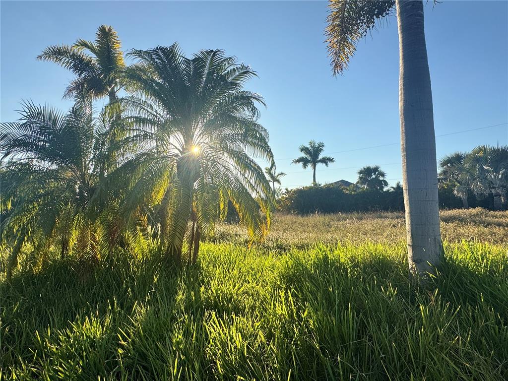 A sunlit, grassy vacant lot features several palm trees under a clear blue sky — 9378 MELODY CIRCLE, PORT CHARLOTTE, FL