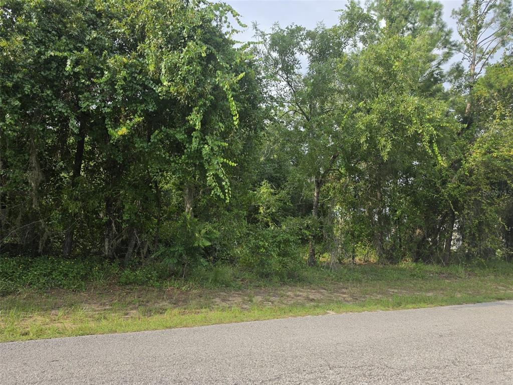 A view of a wooded, undeveloped residential lot from the edge of an asphalt road — 1567 E CLEVELAND STREET, HERNANDO, FL