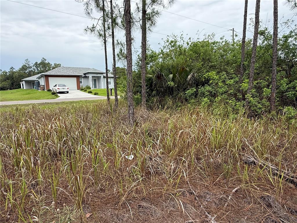 A view of a vacant, grassy lot with pine trees in front of a house — 1106 W 13TH STREET, LEHIGH ACRES, FL