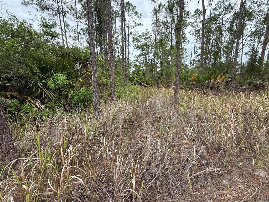 A wooded lot features tall, dry grass and scattered pine trees under an overcast sky — 1106 W 13TH STREET, LEHIGH ACRES, FL