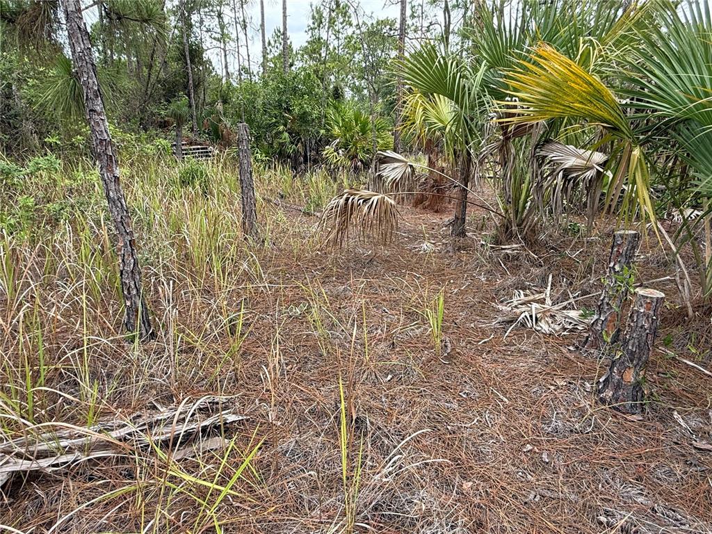 A wooded lot features pine trees, saw palmetto plants, and dry grass on the ground — 1106 W 13TH STREET, LEHIGH ACRES, FL