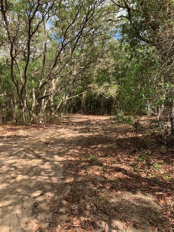 A dirt path leads through a wooded area with mature trees and scattered fallen leaves — 132 SW 52ND AVENUE, INTERLACHEN, FL
