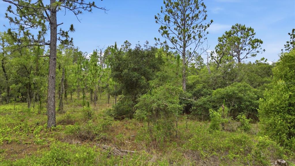 A wooded lot features scattered pine trees and dense underbrush under a blue sky — 0000 SW PLAZA COURT COURT, DUNNELLON, FL