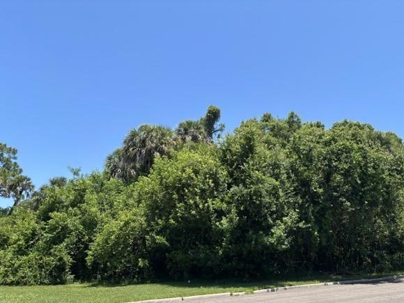 A dense cluster of green trees and palm trees stands beside a paved road — VERO BEACH, FL
