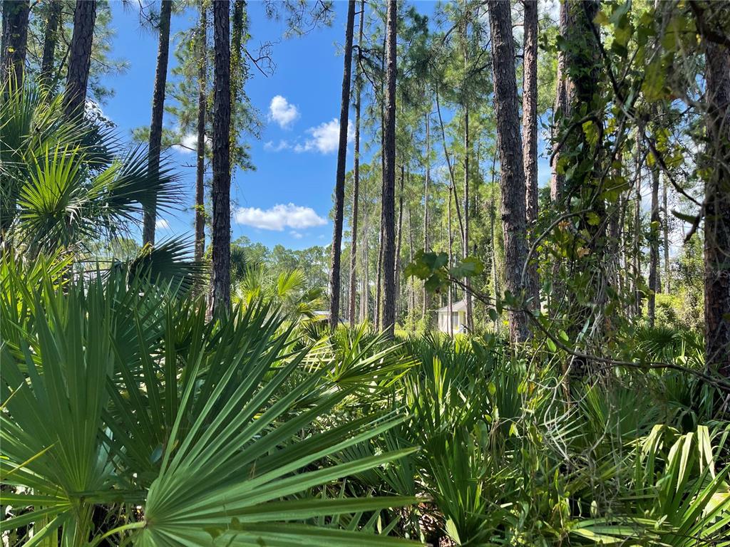 A view of a wooded lot with tall pine trees and dense palmetto bushes — NOPPENBERG AVENUE LOT 30, NORTH PORT, FL
