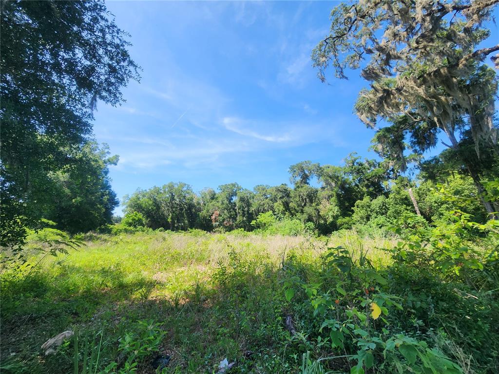 A grassy, overgrown lot is surrounded by mature trees under a bright blue sky — TBD 97TH STREET ROAD, ANTHONY, FL