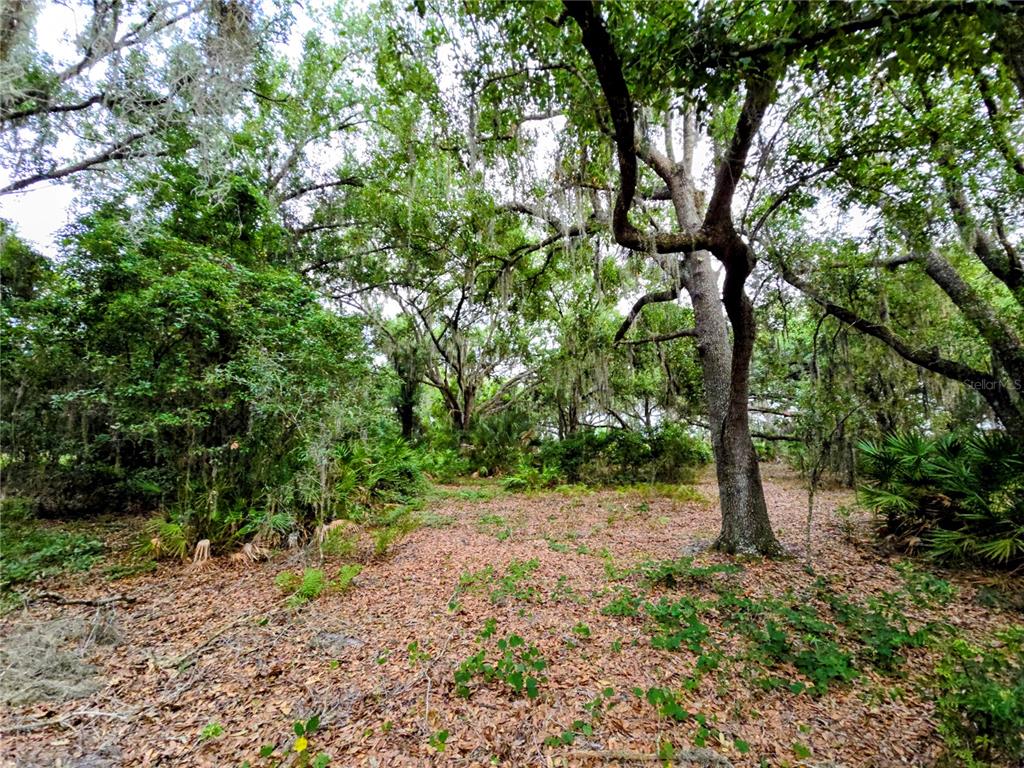 A wooded lot with mature trees, Spanish moss, and a ground layer of fallen leaves — AVON PARK CUTOFF ROAD, FORT MEADE, FL