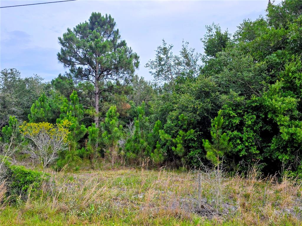 A grassy lot features a mix of young pine trees and dense mature woods — AVON PARK CUTOFF ROAD, FORT MEADE, FL