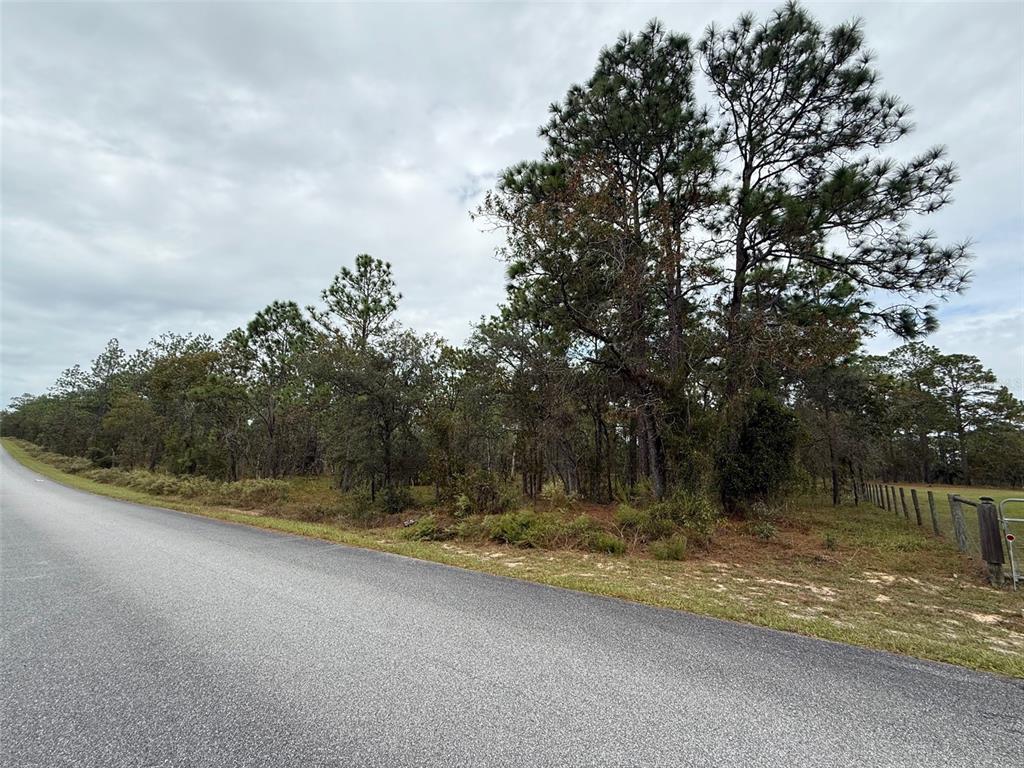 A paved road runs alongside a wooded lot with pine trees and a wire fence — NW AMBERJACK AVENUE, DUNNELLON, FL