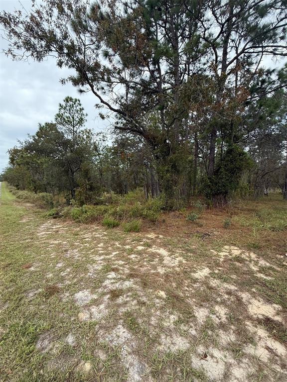 A sandy path leads toward a wooded area with pine trees and low-lying brush — NW AMBERJACK AVENUE, DUNNELLON, FL