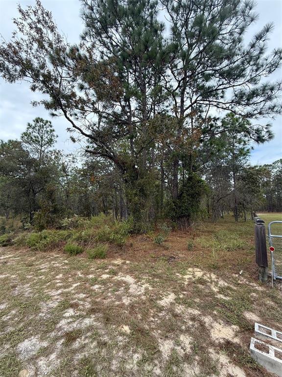 A wooded lot features tall pine trees and sandy ground near a metal gate — NW AMBERJACK AVENUE, DUNNELLON, FL