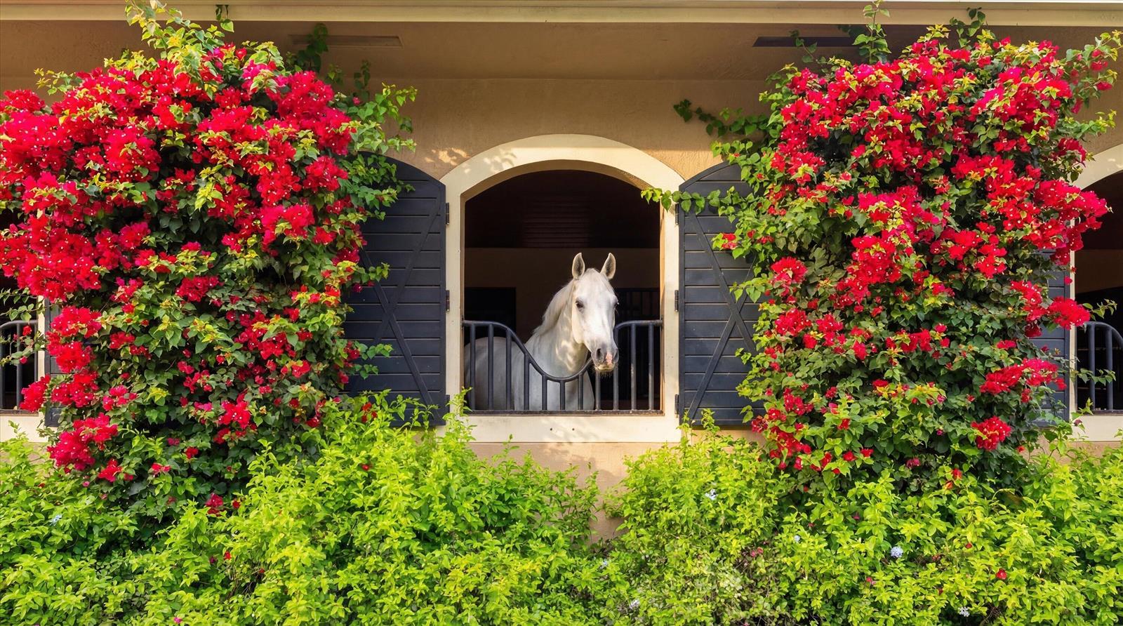 A white horse looks out from a stable stall framed by vibrant red bougainvillea flowers — 14911 Equestrian Way, Wellington FL 33414, WELLINGTON, FL