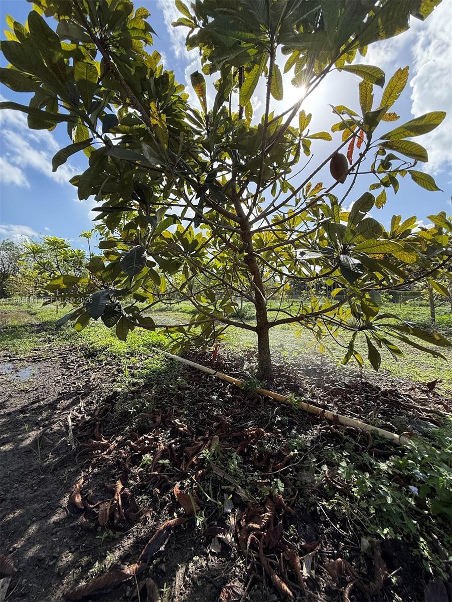 A young fruit tree stands in a field with a visible irrigation pipe on the ground — 16455 SW 207, Homestead FL 33187, HOMESTEAD, FL