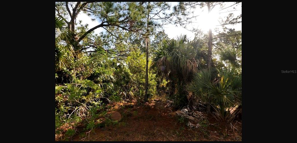 A view of a wooded lot featuring pine trees and native Florida palmetto bushes — SERNICE STREET, NORTH PORT, FL