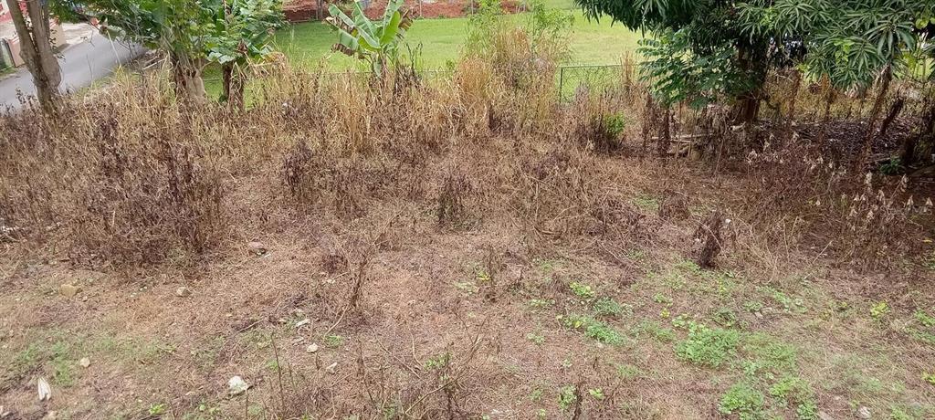 An overgrown, sloped residential lot features dry, brown vegetation and several scattered trees — Carr. 435 COMUNIDAD PERCHAS II, CALLE ZAFIRO, SAN SEBASTIAN, PR
