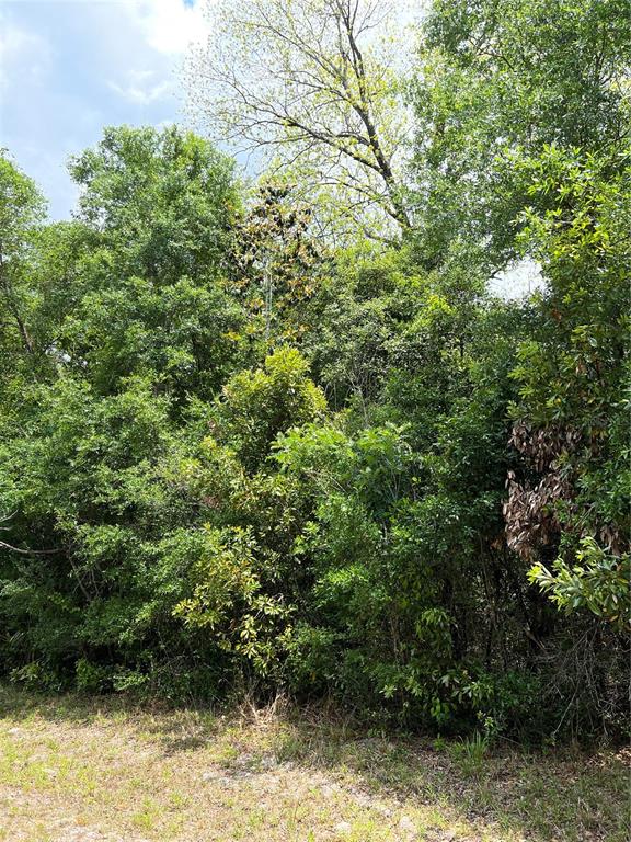 A dense, wooded area with various green trees and shrubs under a partly cloudy sky — 0 NW 70TH CIRCLE, CHIEFLAND, FL