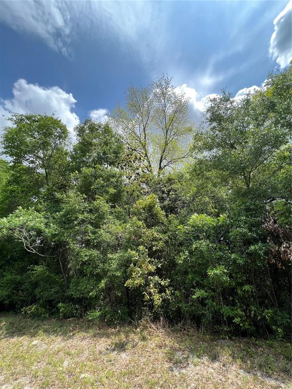A dense cluster of trees and shrubs stands against a bright blue sky with clouds — 0 NW 70TH CIRCLE, CHIEFLAND, FL