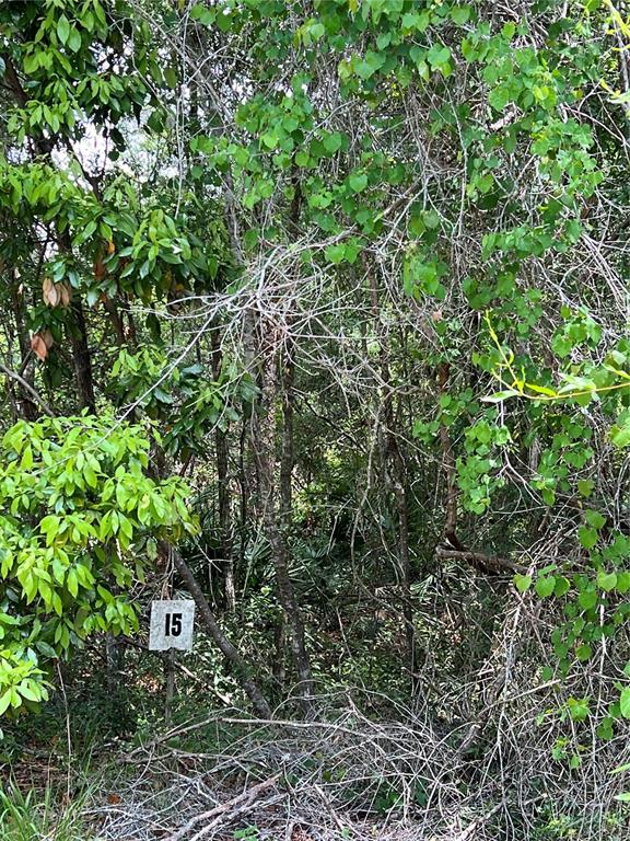 A number 15 sign is attached to a tree in a dense, overgrown wooded area — 0 NW 70TH CIRCLE, CHIEFLAND, FL
