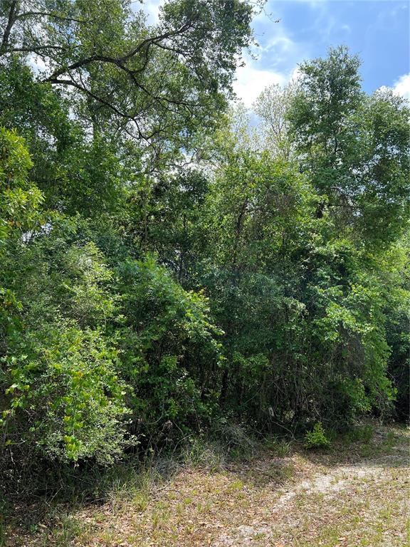 A dense, wooded area features a variety of green trees and shrubs under a sky — 0 NW 70TH CIRCLE, CHIEFLAND, FL