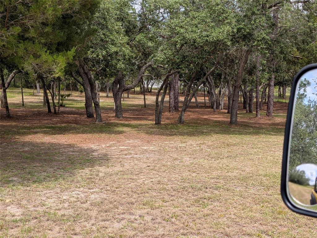 A grassy lot with scattered trees and pine needles under a bright, sunny sky — 5717 S OLDFIELD AVENUE, HOMOSASSA, FL