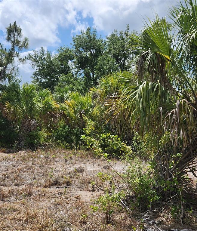 A vacant, sandy lot features several palm trees and dense green vegetation under a cloudy sky — BENNINGTON STREET, NORTH PORT, FL