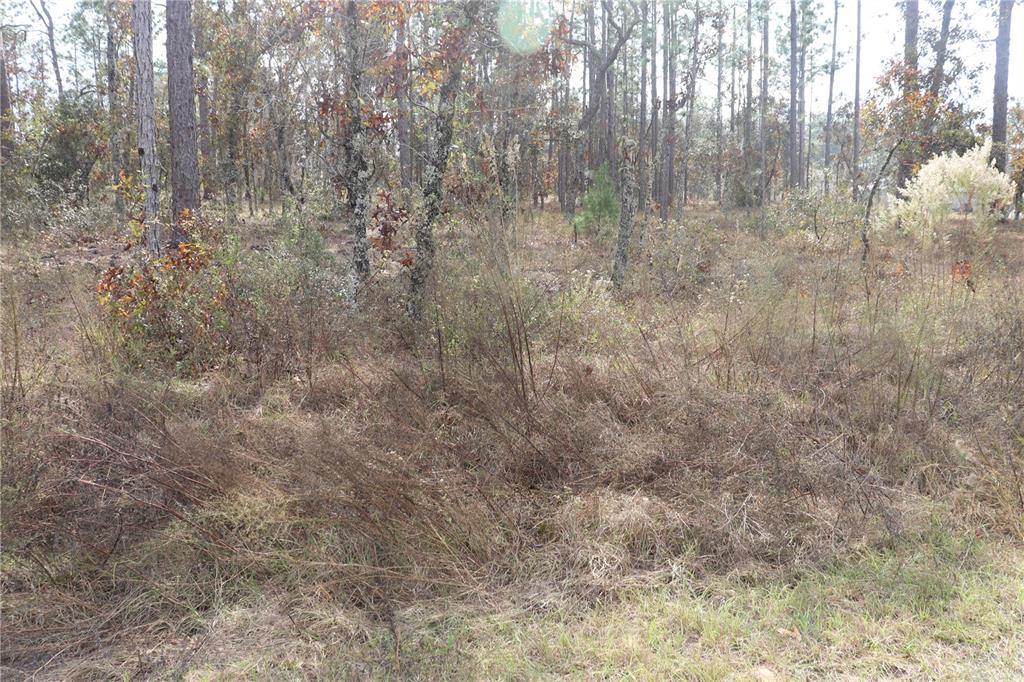 A wooded lot features tall pine trees, scattered shrubs, and dry, grassy ground cover — 00 GERANIUM AVENUE, DUNNELLON, FL