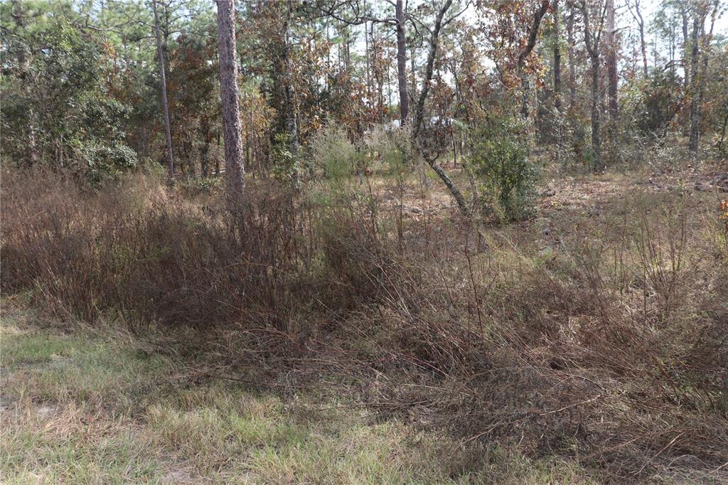 A wooded lot with tall pine trees, scattered shrubs, and dry, grassy ground cover — 00 GERANIUM AVENUE, DUNNELLON, FL
