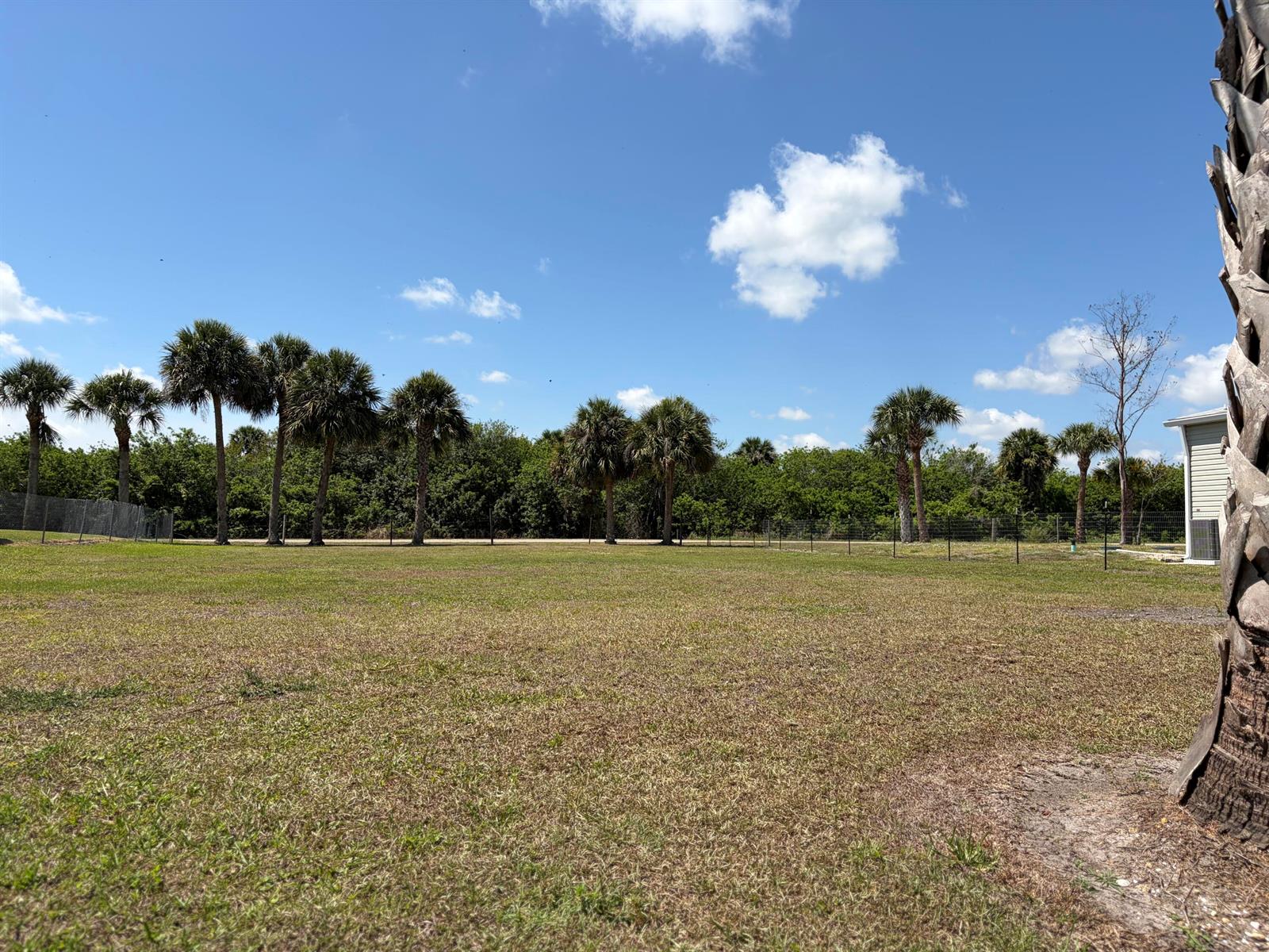 A grassy backyard features a row of palm trees and a wire fence — 1075 Friendship Drive NE, Moore Haven FL 33471, MOORE HAVEN, FL