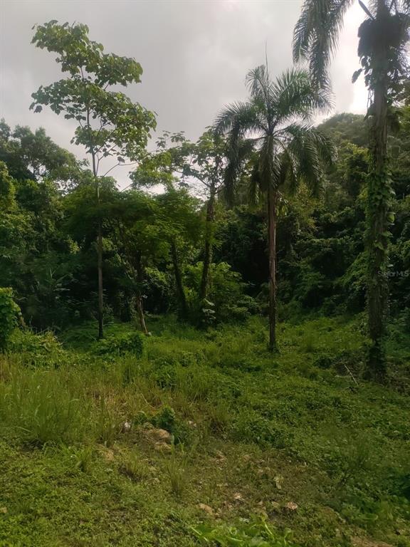 A view of a sloped, overgrown lot filled with various trees and dense tropical vegetation — CARR 821 KM 1.9, COROZAL, PR