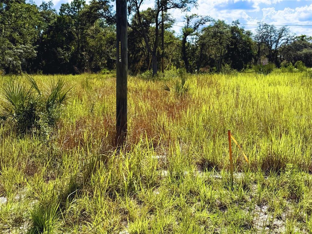 A utility pole stands in a grassy, undeveloped lot with trees in the background — 121 CENTRAL AVENUE, DAVENPORT, FL
