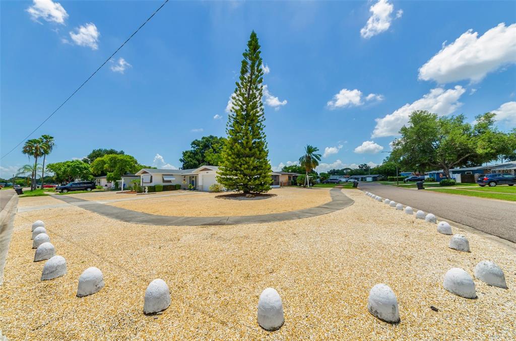 A house exterior features a large pine tree and a curved walkway in a gravel yard — 5992 32ND AVENUE N, ST PETERSBURG, FL