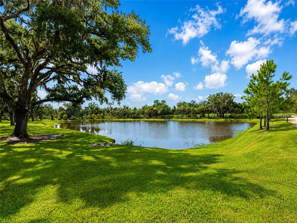 A large oak tree stands on a grassy lawn overlooking a pond under a blue sky — 14941 BARROWS BLUFF TERRACE, BRADENTON, FL