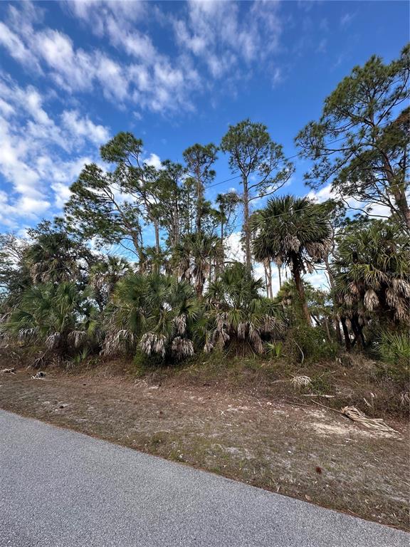 A paved road runs alongside a wooded lot filled with palm trees and tall pines — JOANN TERRACE, NORTH PORT, FL