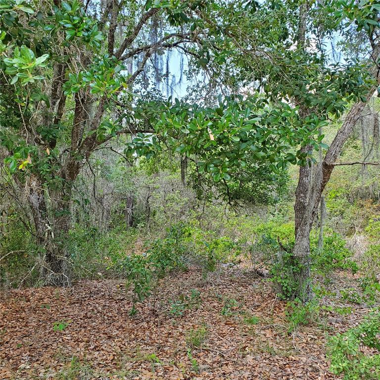 A wooded lot features mature trees and a ground layer covered in fallen brown leaves — 1345 ST AUGUSTINE COURT, KISSIMMEE, FL