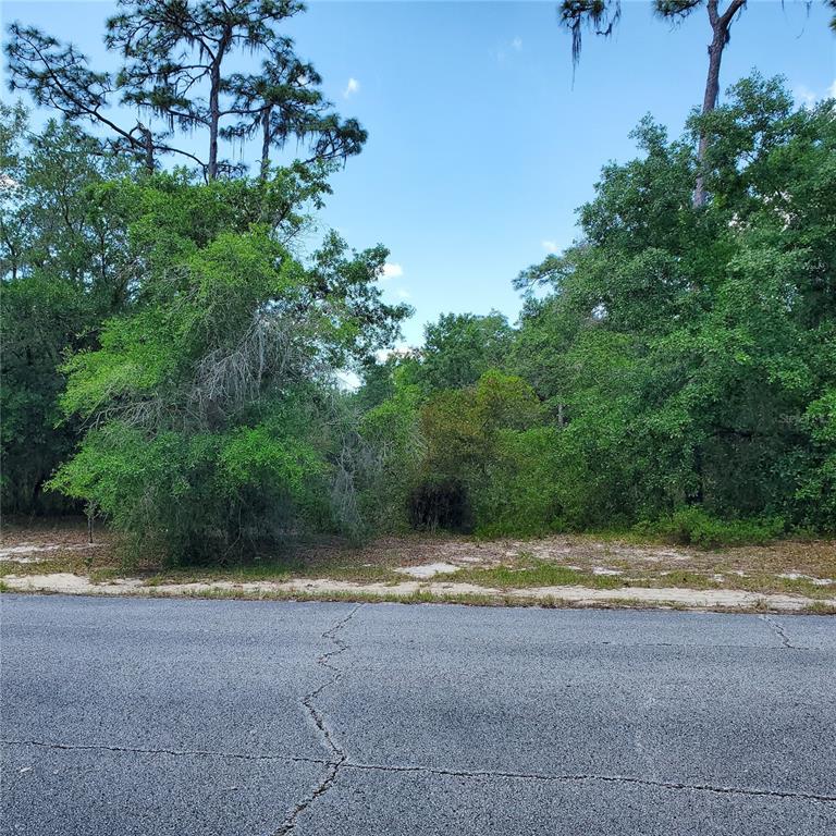 A paved road runs in front of a wooded, undeveloped lot with dense green trees — 1345 ST AUGUSTINE COURT, KISSIMMEE, FL