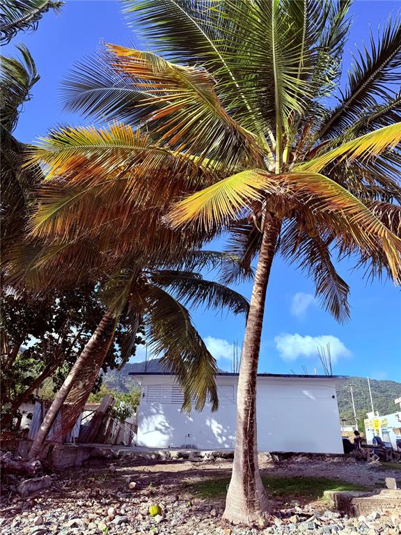A tall palm tree stands in front of a white building under a clear blue sky — 3 ROUTE UNIT KM 114.9, PATILLAS, PR