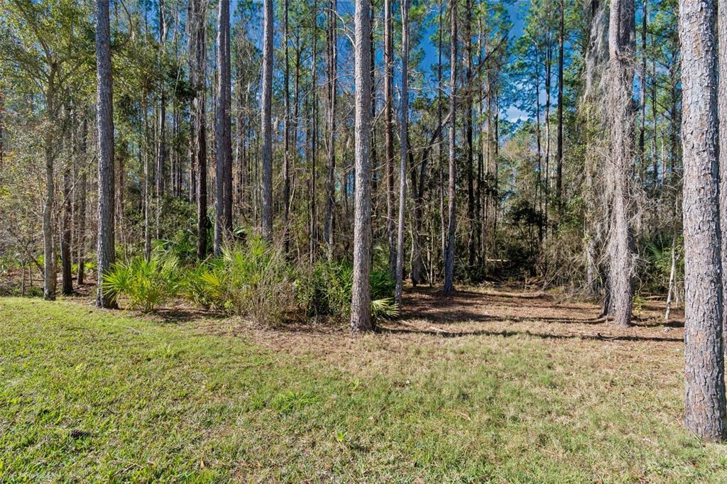 A grassy lawn leads to a dense forest of tall pine trees and palmetto bushes — 4905 MAJESTIC HILLS LOOP, BROOKSVILLE, FL