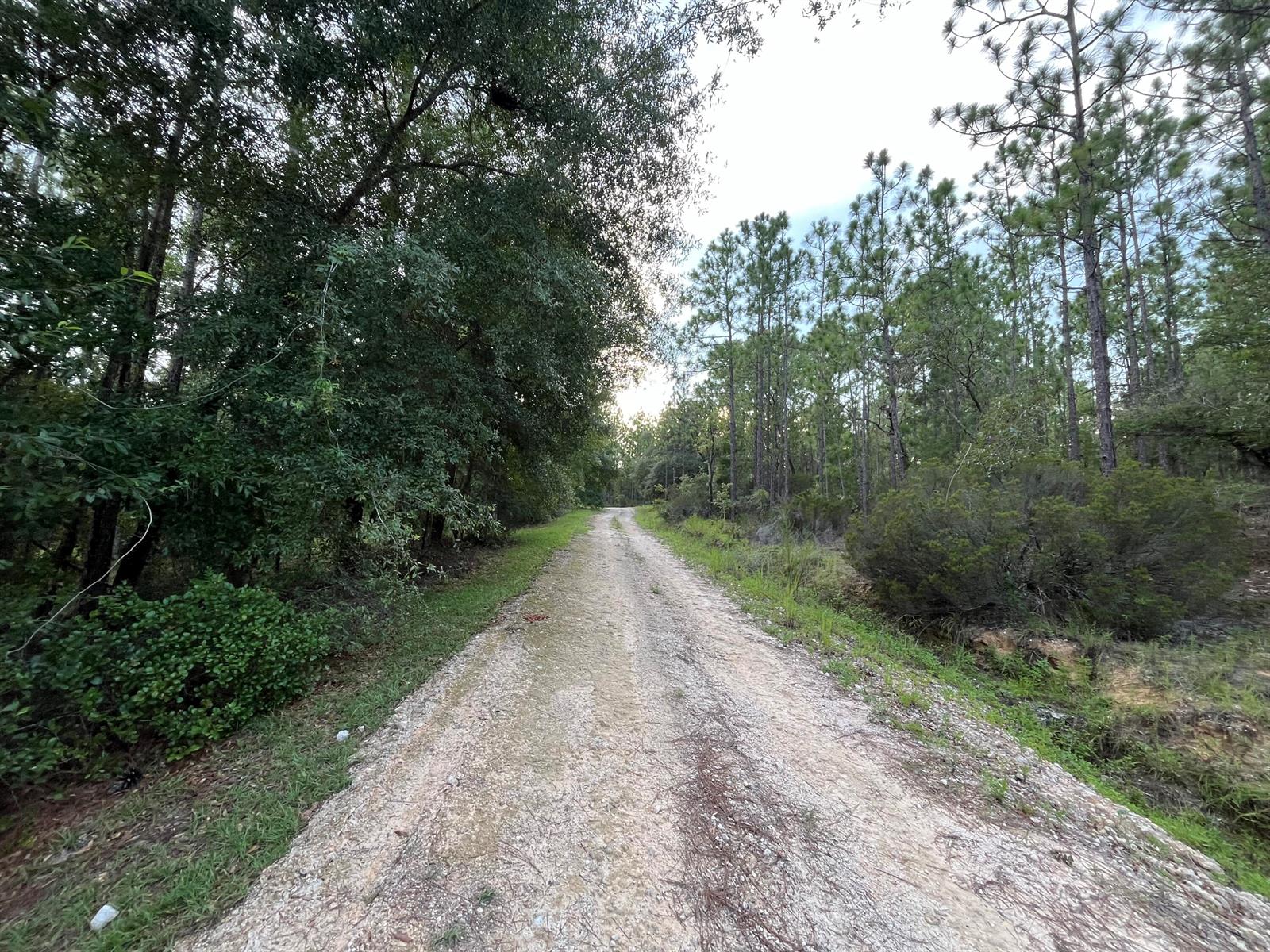 A dirt path leads through a wooded area with tall pine trees and dense foliage — 124 New York Avenue, FL 32148, FL