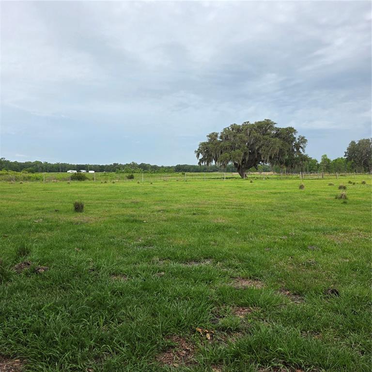 A large, grassy field features a prominent oak tree under a cloudy sky — VERNON DAIRY, SPRING HILL, FL