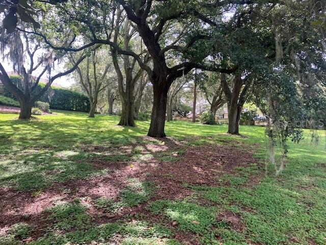 A grassy yard with several large, mature oak trees draped in Spanish moss — 116 W MAGNOLIA AVENUE, HOWEY IN THE HILLS, FL